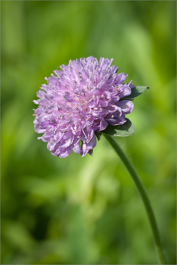 Image of Knautia arvensis specimen.