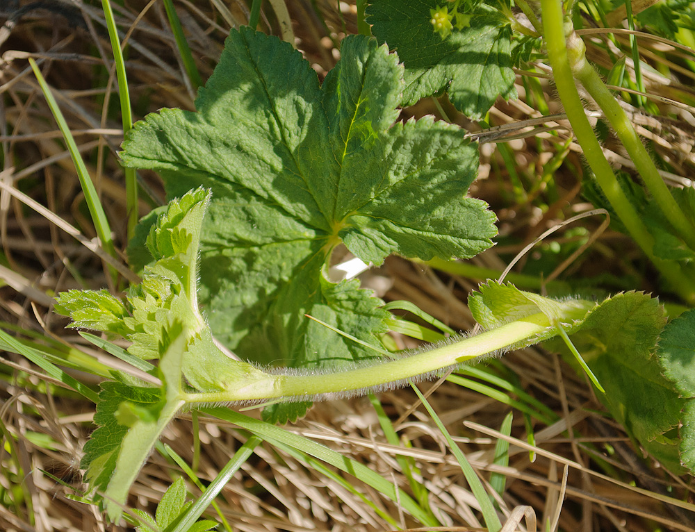 Image of Alchemilla subcrenata specimen.