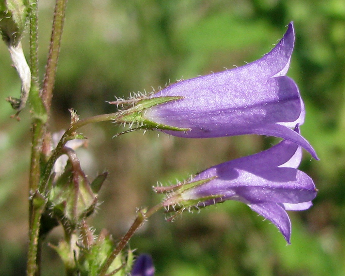 Image of Campanula sibirica specimen.