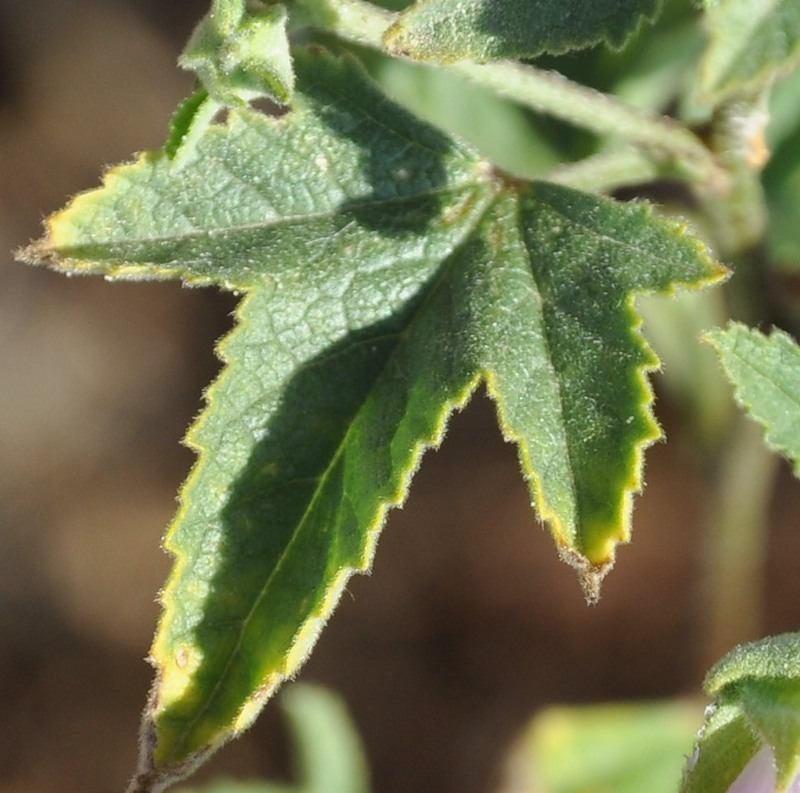 Image of Malva punctata specimen.