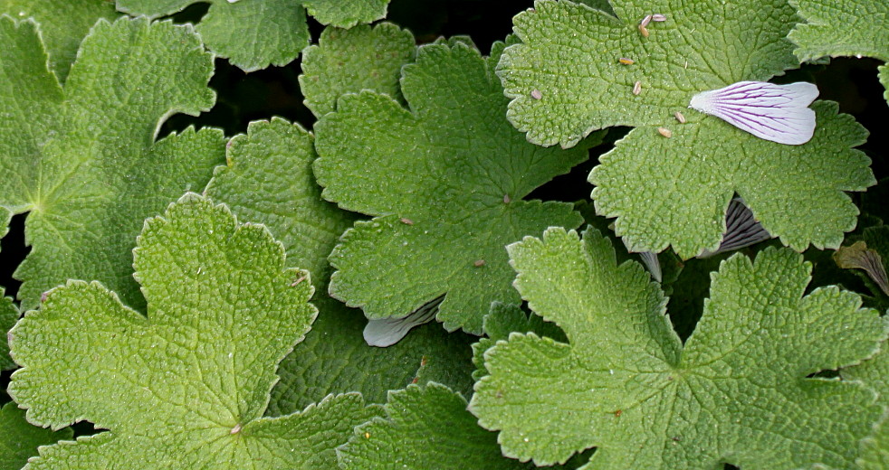 Image of Geranium renardii specimen.