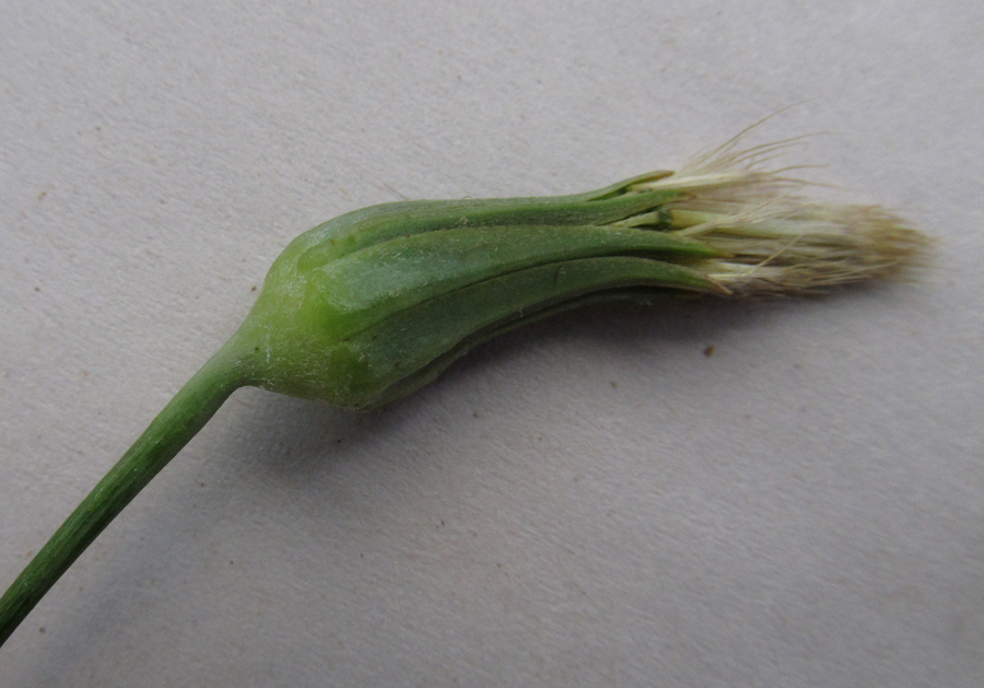 Image of Tragopogon undulatus specimen.