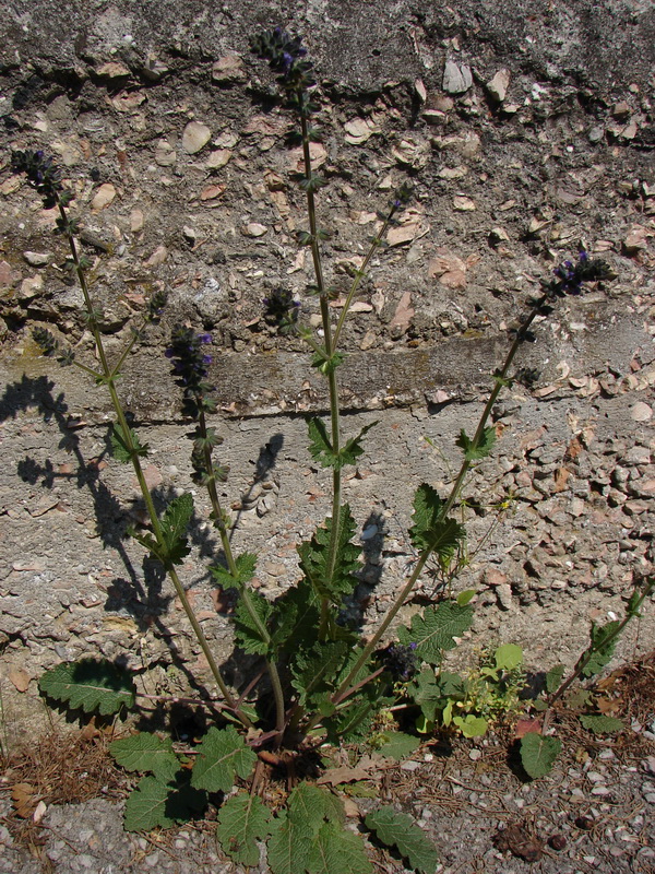 Изображение особи Salvia verbenaca.