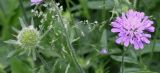 род Scabiosa