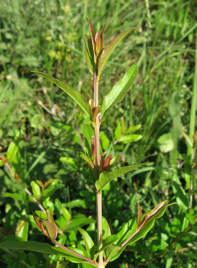 Image of Punica granatum specimen.