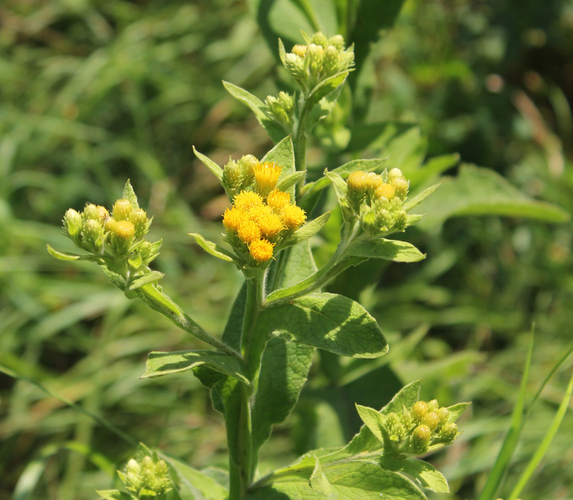 Изображение особи Inula conyza.