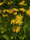 Crepis caucasica