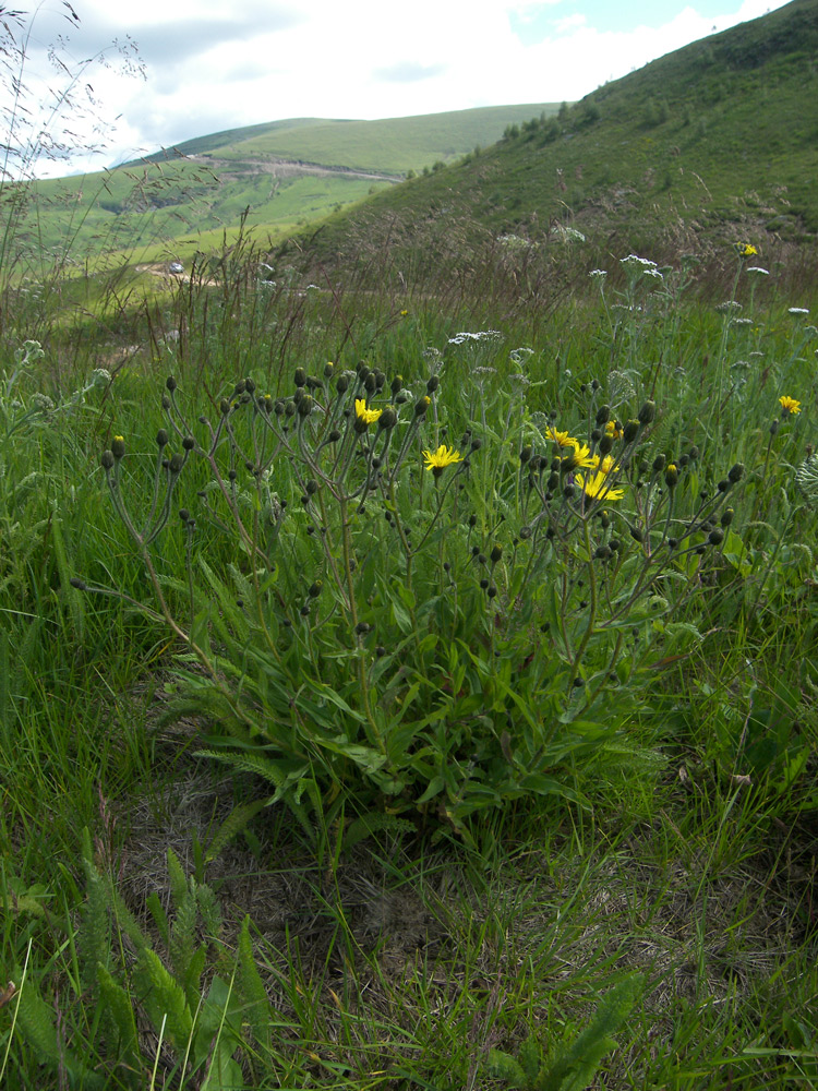 Image of Hieracium prenanthoides specimen.