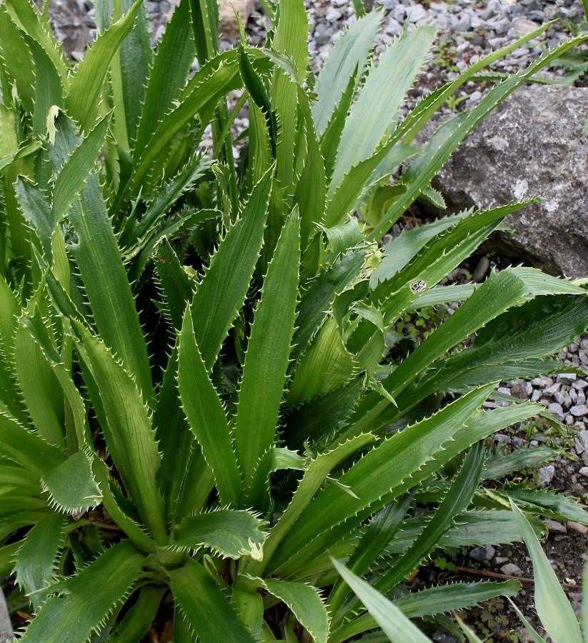 Изображение особи Eryngium monocephalum.