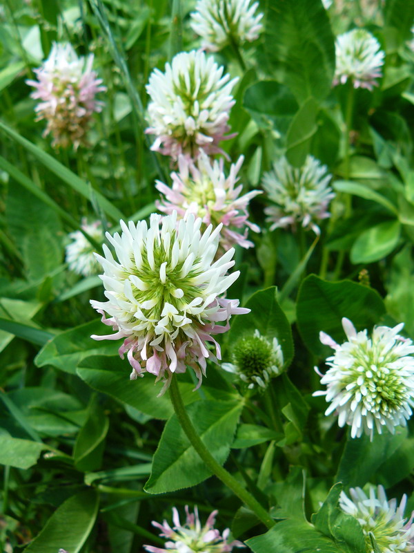 Image of Trifolium ambiguum specimen.