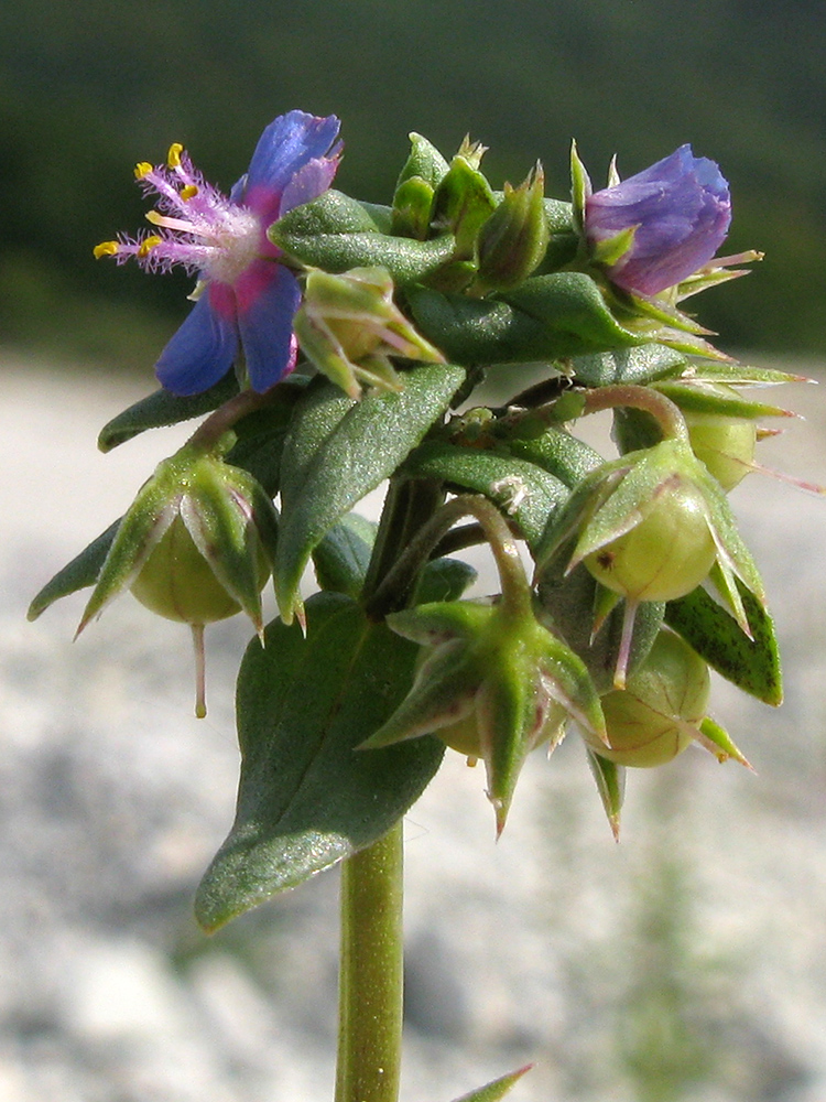 Изображение особи Anagallis foemina.