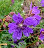 Geranium gymnocaulon