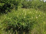 Astragalus membranaceus