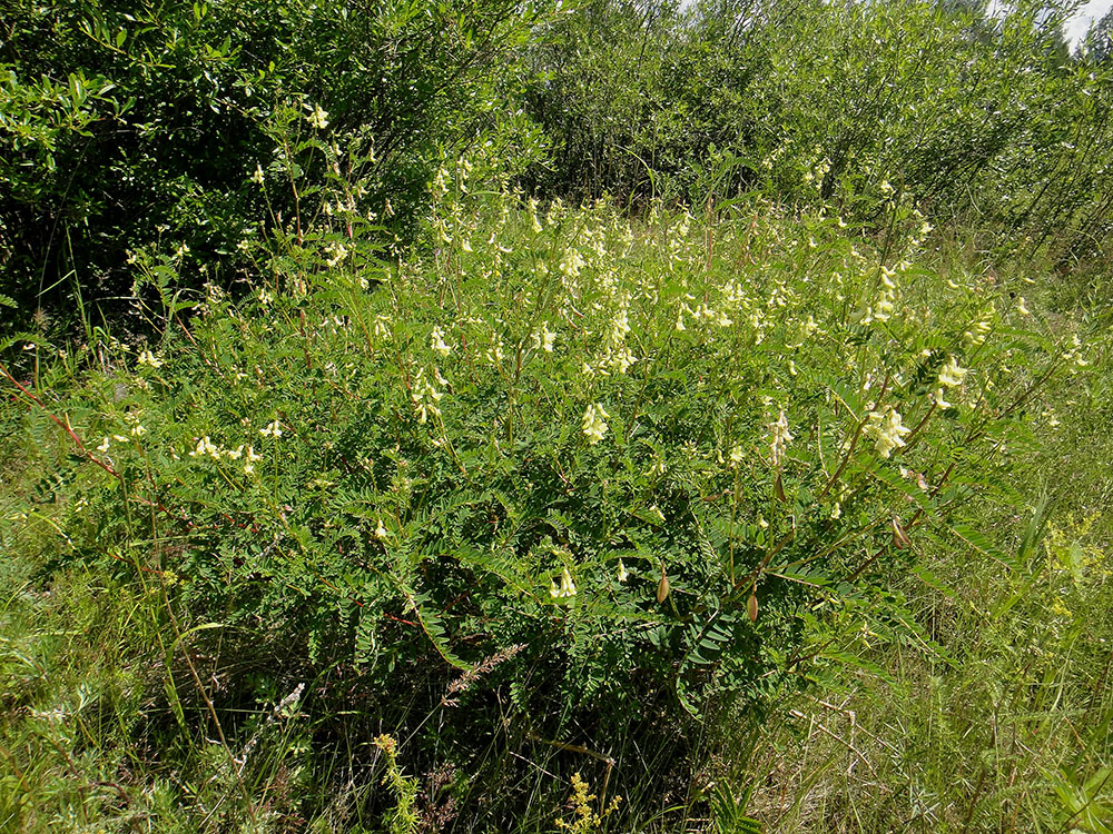 Изображение особи Astragalus membranaceus.