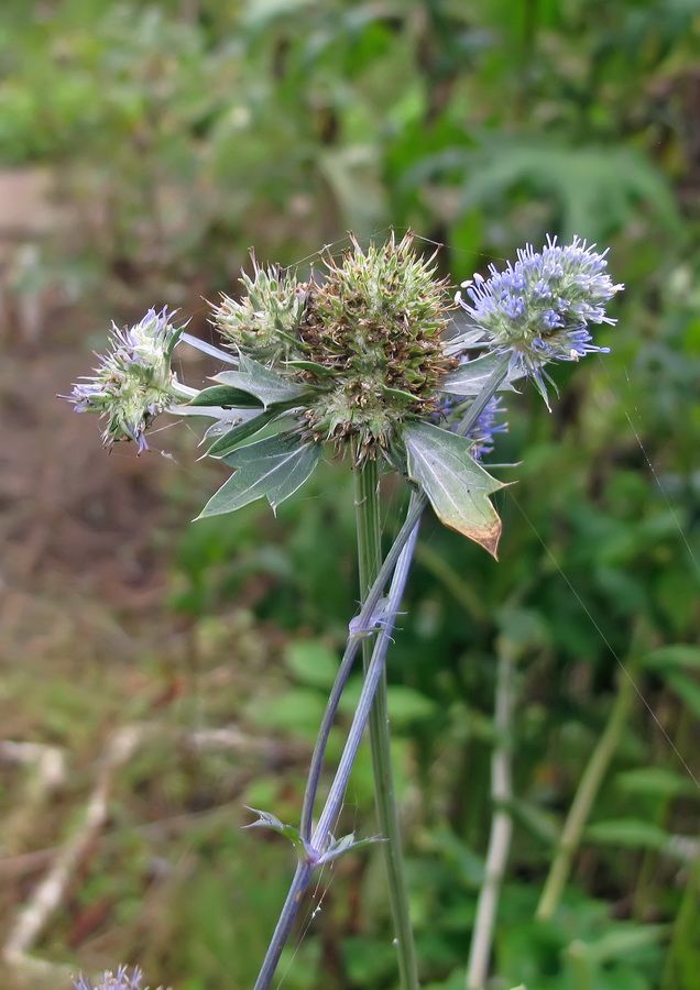 Image of Eryngium planum specimen.