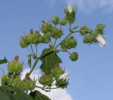 Kitaibelia vitifolia