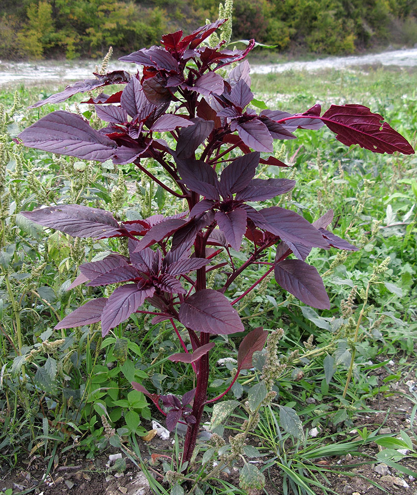 Изображение особи Amaranthus hypochondriacus.