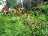 Sambucus racemosa