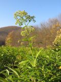 Galium rubioides