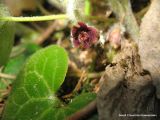 Asarum europaeum