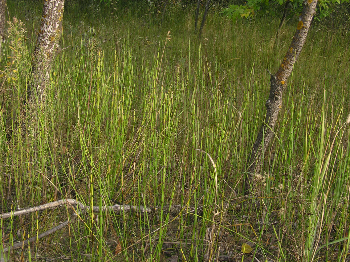 Изображение особи Equisetum &times; moorei.