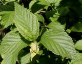 Rhodotypos scandens