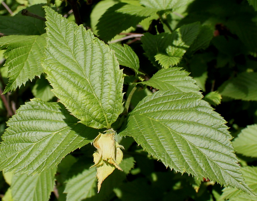 Image of Rhodotypos scandens specimen.