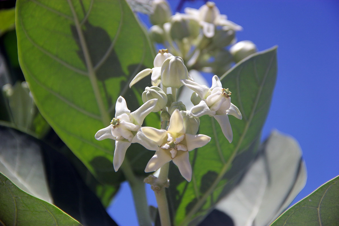 Image of Calotropis gigantea specimen.