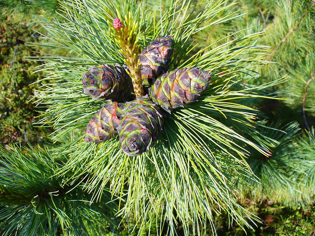 Изображение особи Pinus pumila.