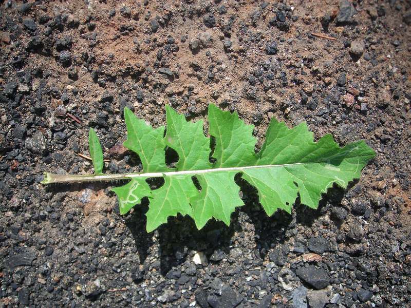 Image of Sisymbrium loeselii specimen.