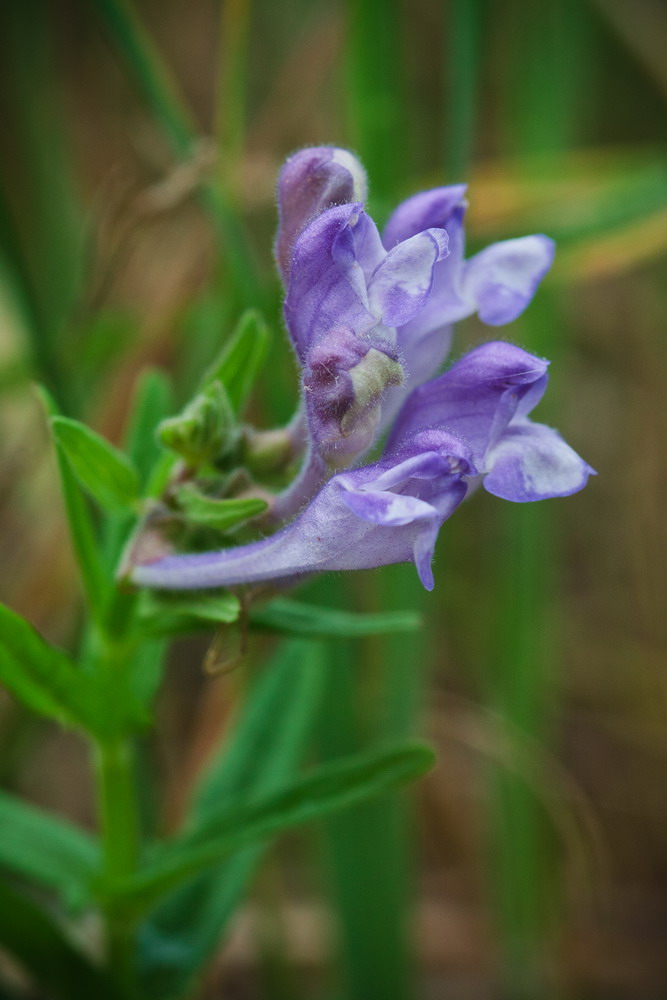 Изображение особи Scutellaria hastifolia.