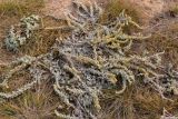 Artemisia lercheana
