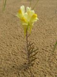 Linaria подвид arenosa