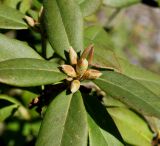 Rhododendron подвид chasmanthum