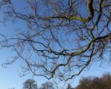 Fagus sylvatica. Ветви покоящегося дерева ('Dawyck'). Германия, г. Bad Lippspringe, Kaiser-Karls Park. 02.02.2014.