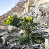 Erysimum callicarpum. Цветущее растение. Краснодарский край, г. Новороссийск, обрывисто-осыпной береговой склон. 01.03.2014.