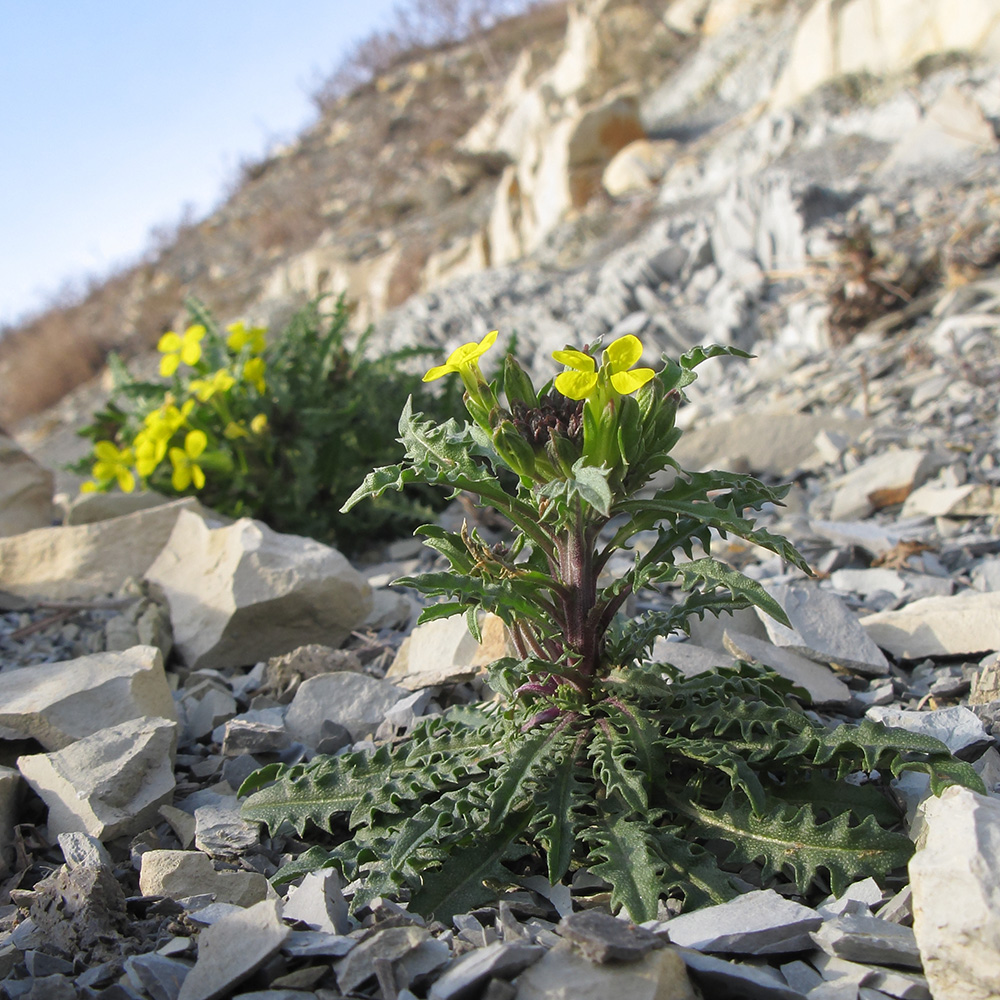 Image of Erysimum callicarpum specimen.