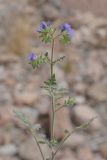 Phacelia distans