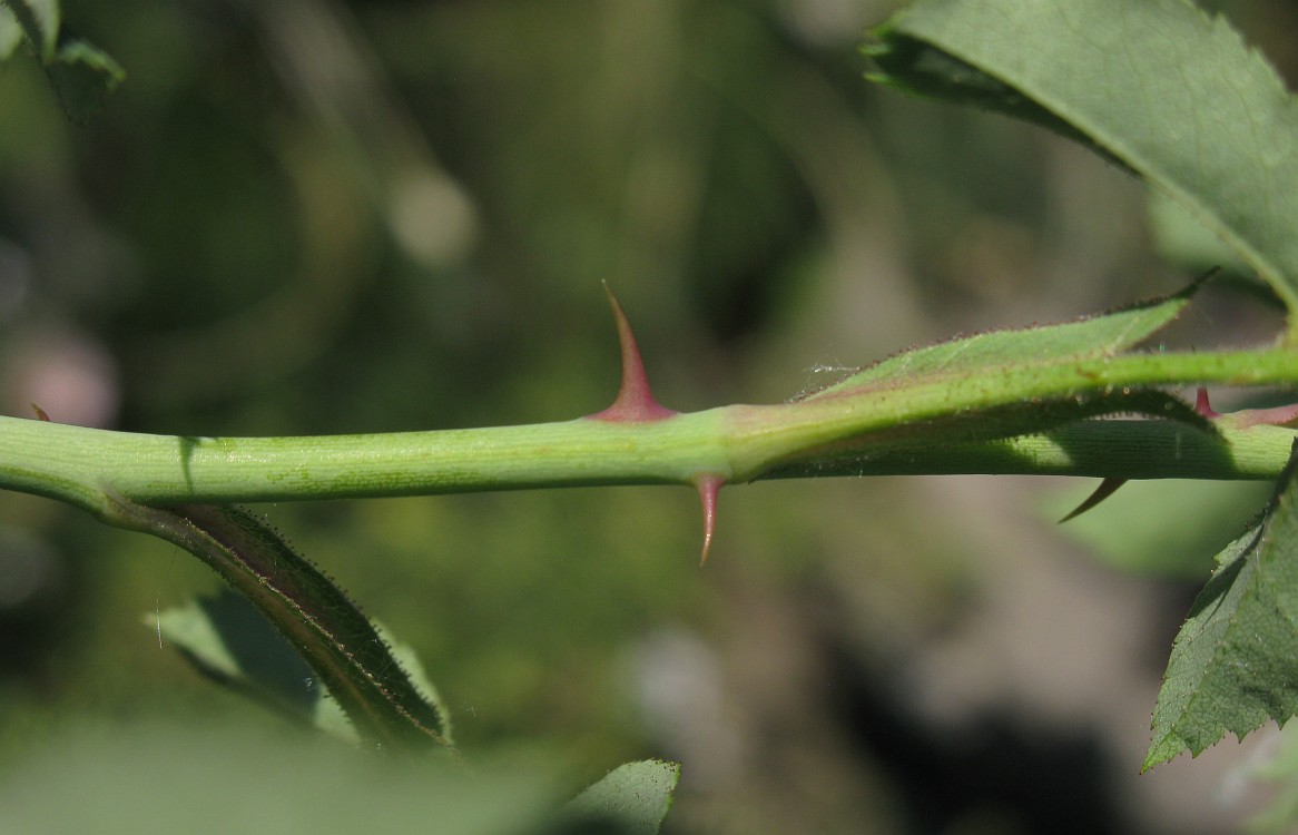 Image of genus Rosa specimen.