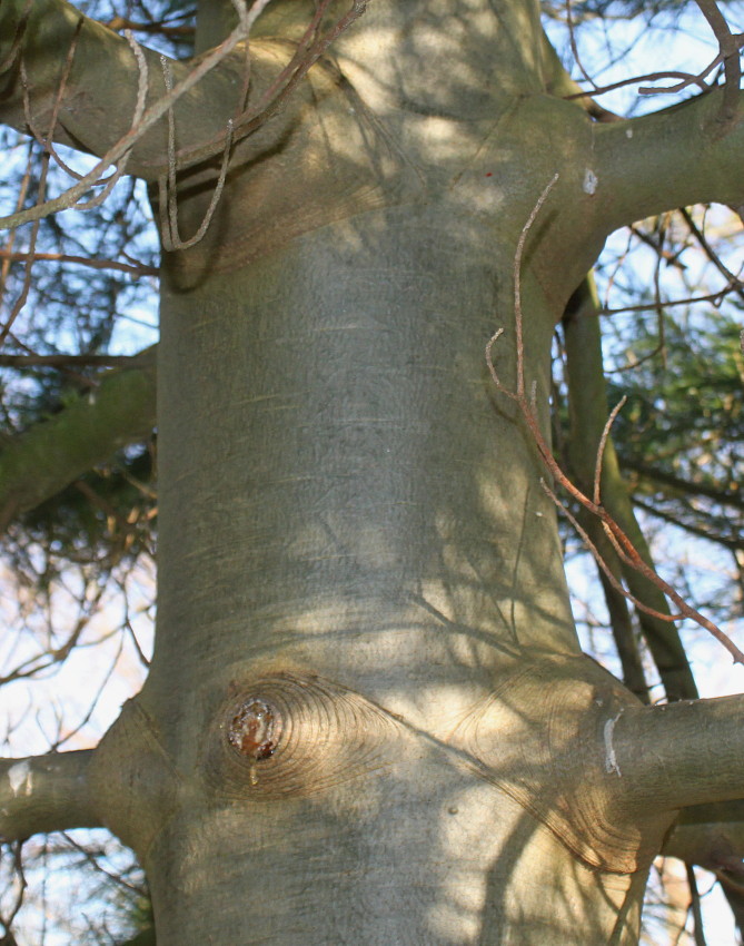 Изображение особи Pinus armandii.