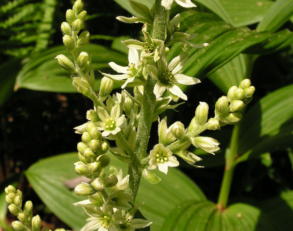 Image of genus Veratrum specimen.