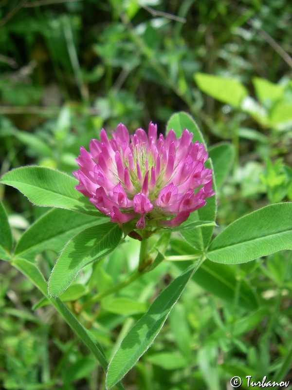 Изображение особи Trifolium medium.