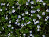 Veronica filiformis