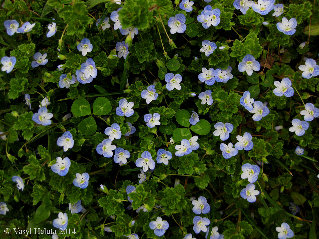 Image of Veronica filiformis specimen.