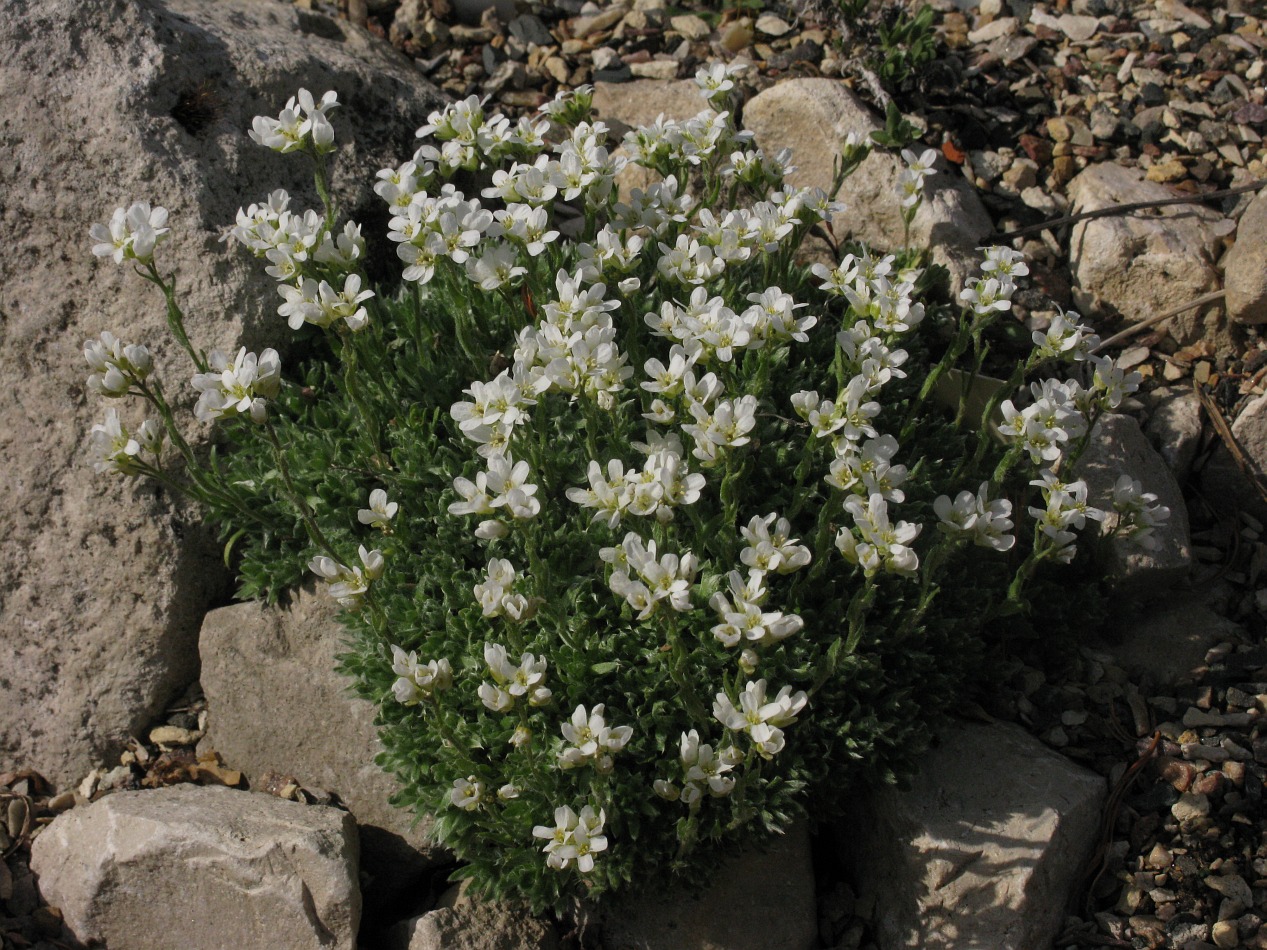 Изображение особи Arabis androsacea.