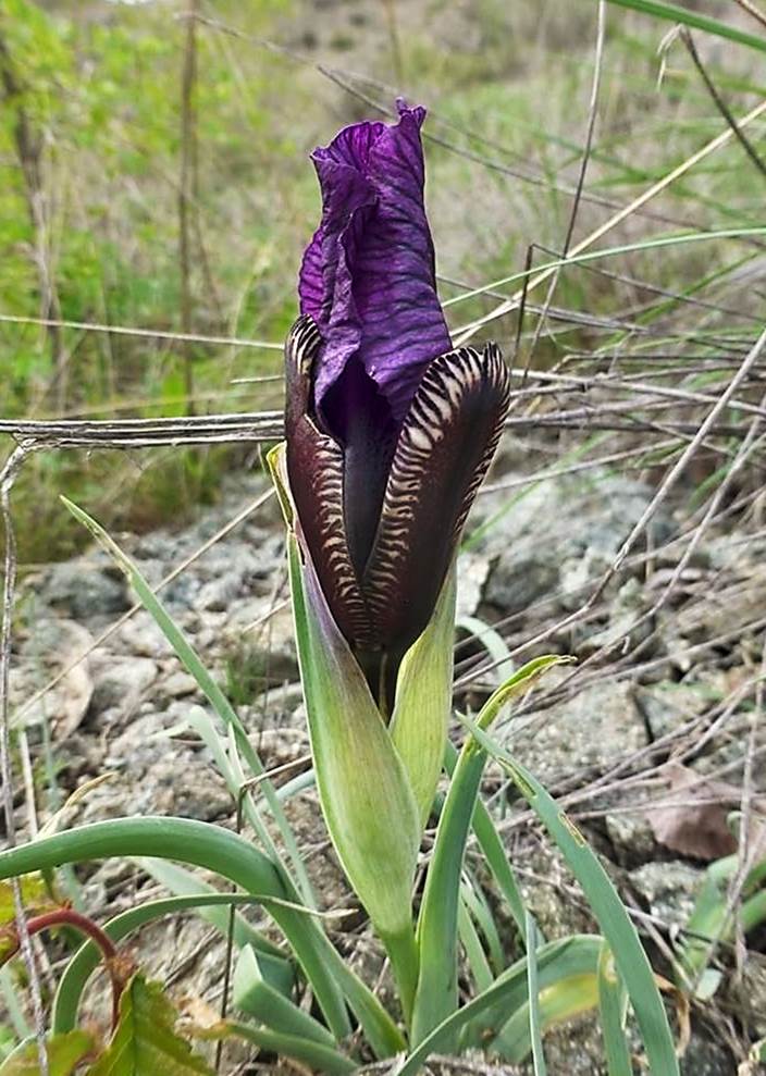 Изображение особи Iris paradoxa.