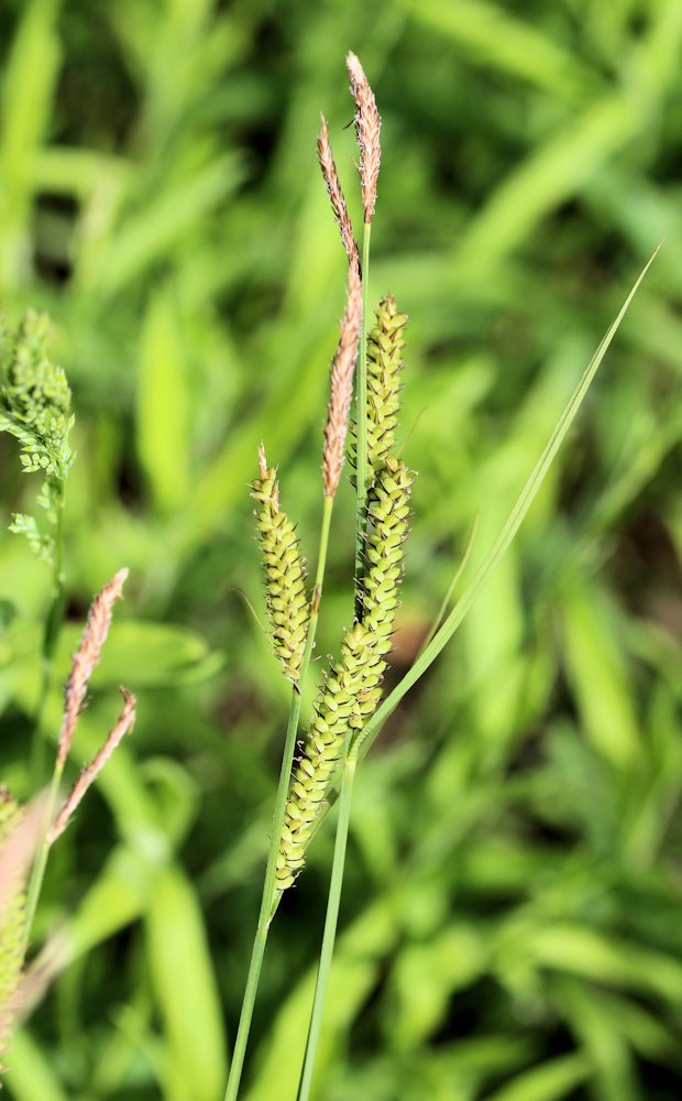 Image of Carex &times; squamigera specimen.