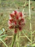 Glycyrrhiza echinata