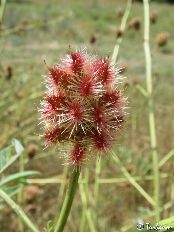 Изображение особи Glycyrrhiza echinata.