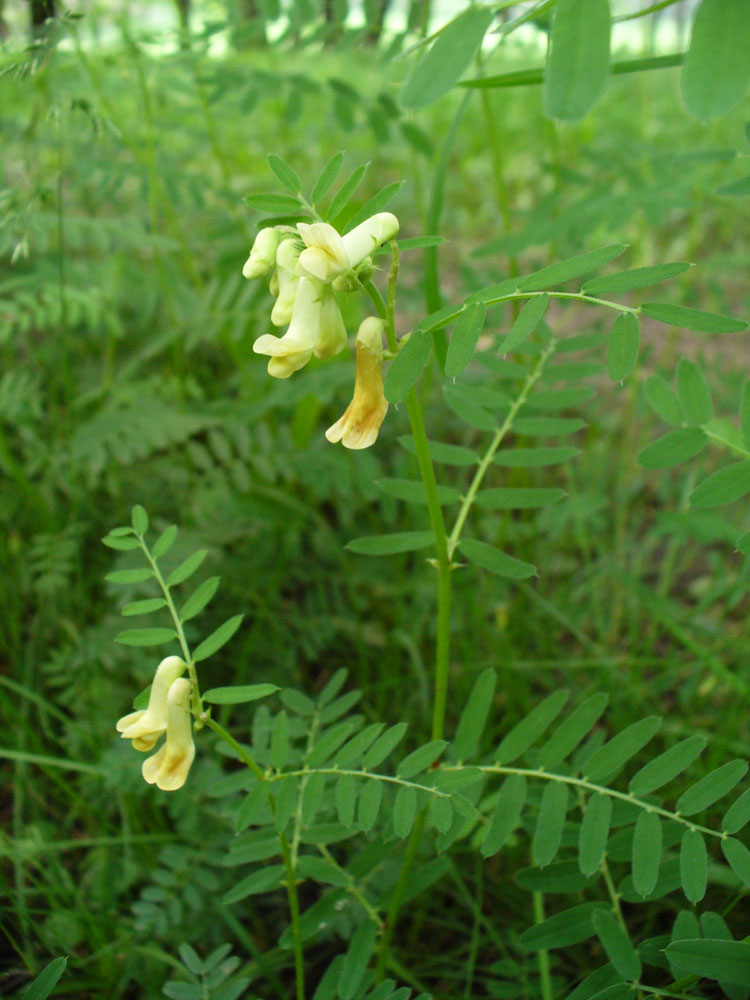 Изображение особи Vicia abbreviata.